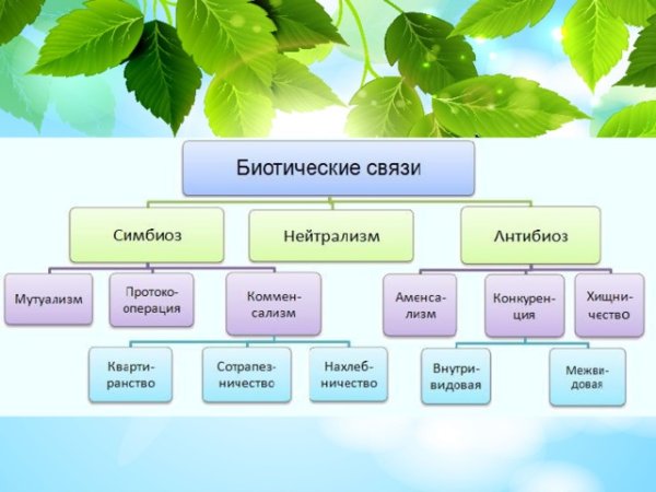 Биотические связи схема