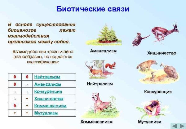 Типы биотических взаимодействий таблица с примерами