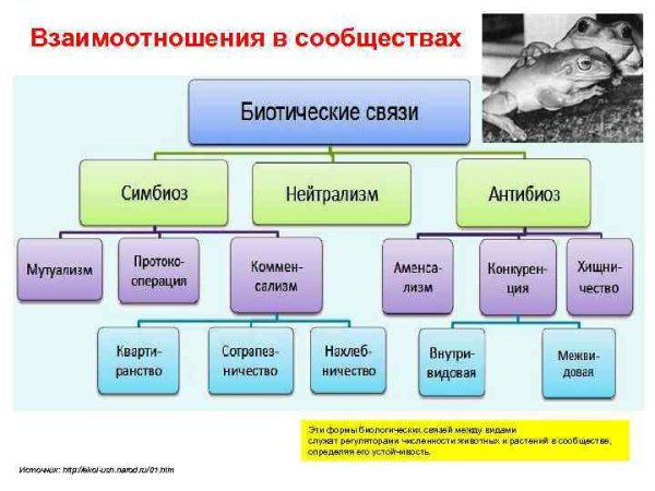 Биотические взаимодействия между организмами таблица примеры