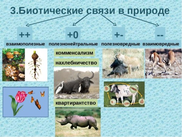 Биотические связи в природе