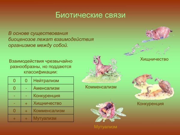 Взаимоотношение между организмами примеры
