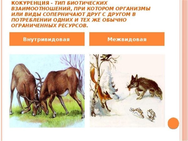 Биотические взаимоотношения между организмами