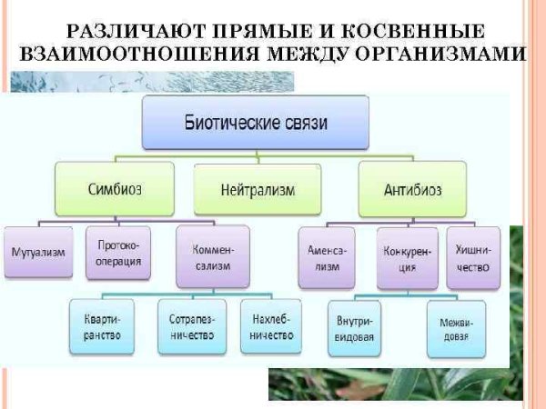 Биотические факторы