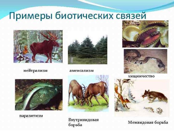 Нейтрализм взаимоотношения