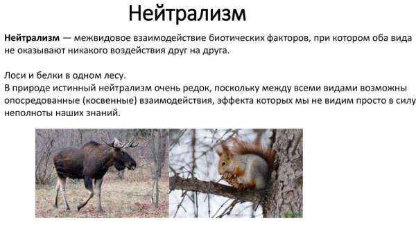 Межвидовые отношения организмов в экосистеме
