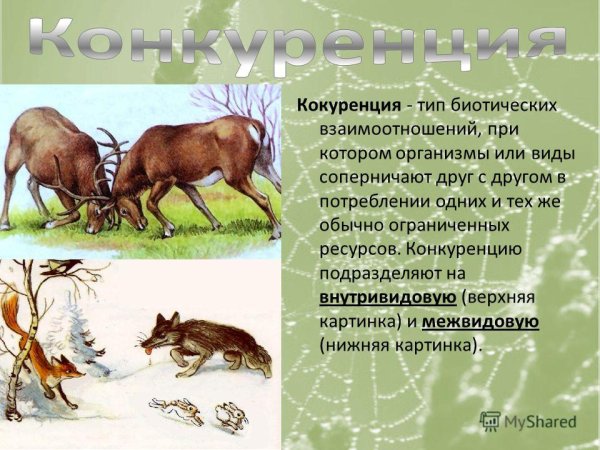 Конкуренция Тип взаимоотношений