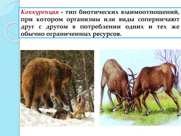 Биотические отношения нейтрализм