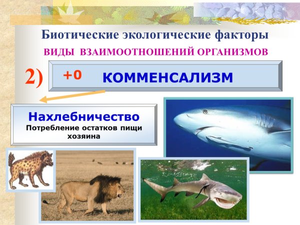 Типы взаимодействия между живыми организмами схема