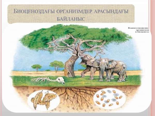 Тип взаимоотношений нейтрализм