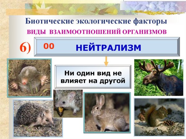 Типы взаимоотношений живых организмов