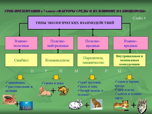 Биотические взаимоотношения