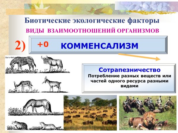 Биотические связи картинка