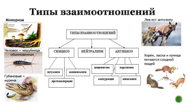 Типы биотических взаимоотношений