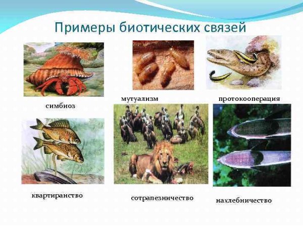 Взаимоотношения организмов конкуренция внутривидовая