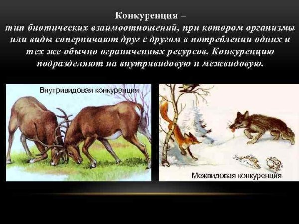 Формы взаимоотношений между организмами