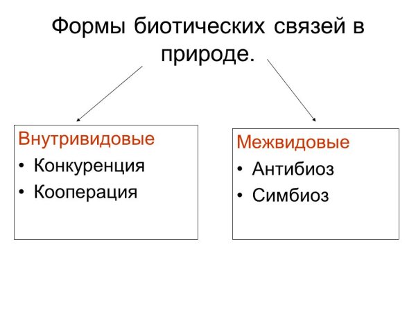 Межвидовые отношения организмов в экосистеме