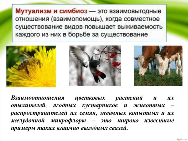 Биотические экологические факторы