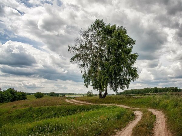 Лето в средней полосе