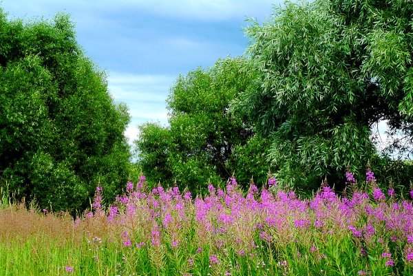 Красота природы средней полосы России