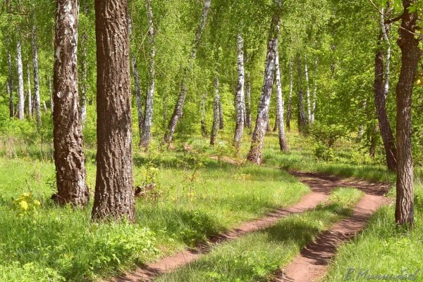 Поволжье это средняя полоса России