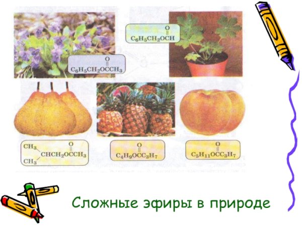 Нахождение в природе сложных эфиров