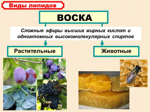 Классификация сложных эфиров