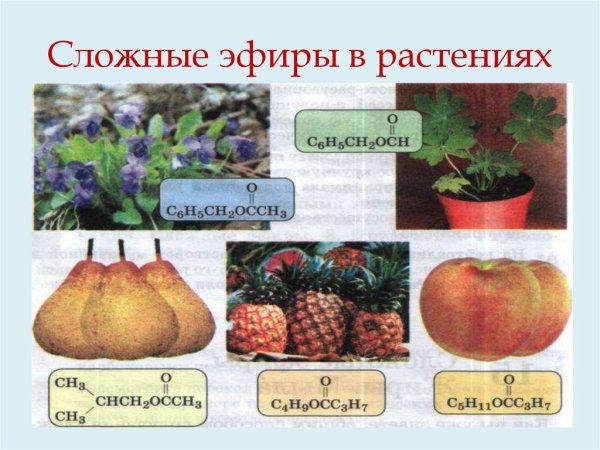 Сложные эфиры жиры классификация