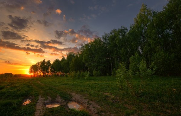 Летний закат в лесу