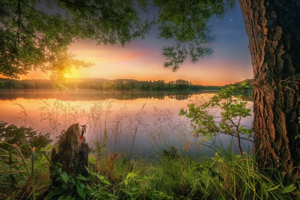 Утро лес река