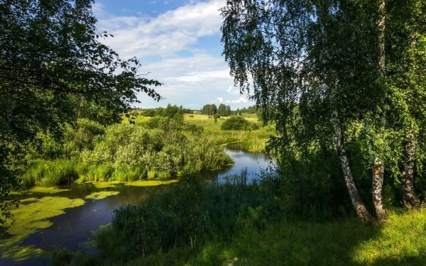 Березовая роща Тутаев
