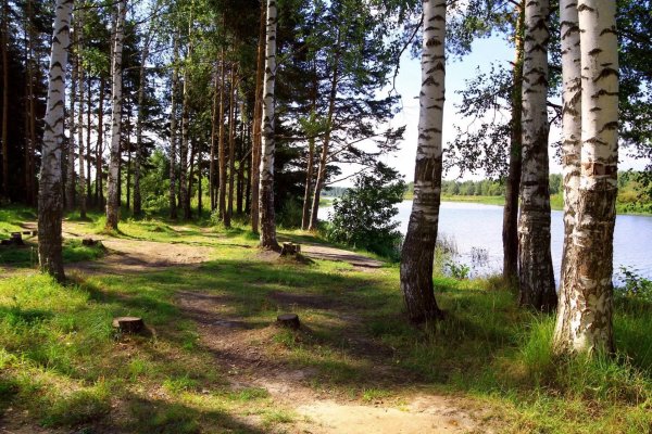 Берёзовая роща Сосновый Бор
