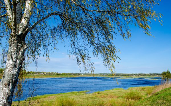 Река Волга природа береза