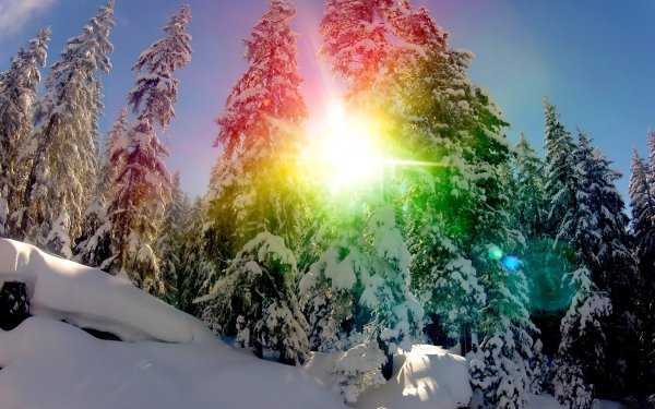 Природа цветы