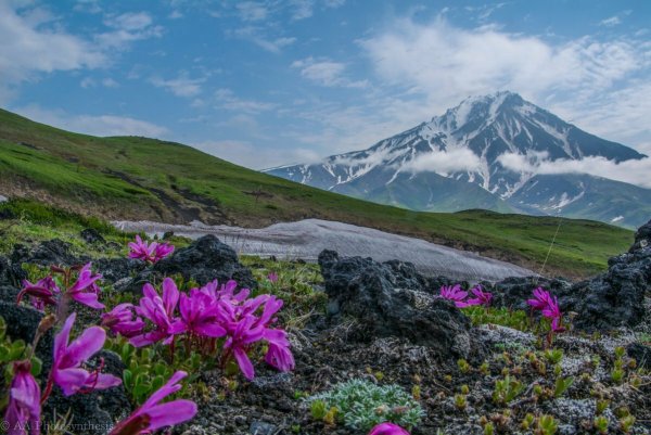 Командорские острова рододендрон