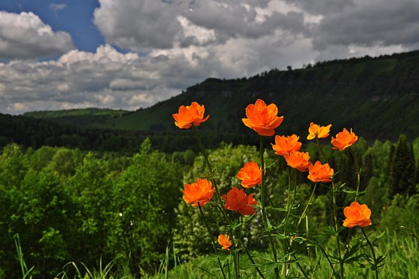 Купальница Горная Шория