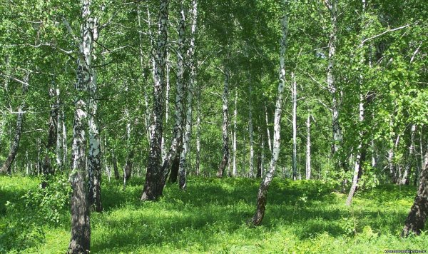 Лес смешанный Кузбасс