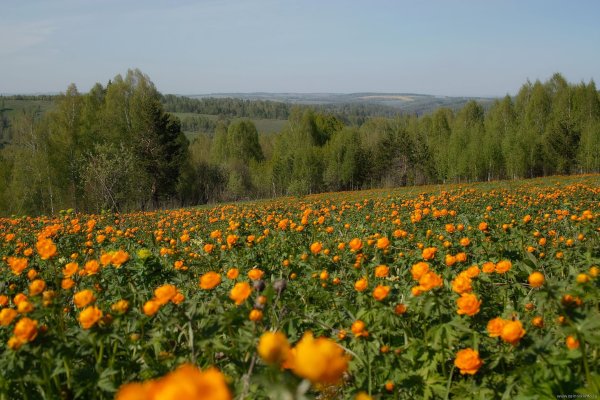 Купальница Кемеровская область