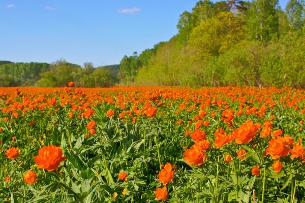 Красота растений родного края Кузбасс