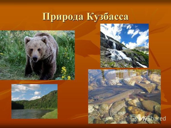 Природа Кузбасса для дошкольников