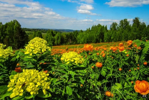 Кузбасс растения Кузбасса