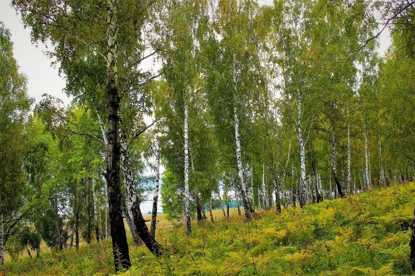 Березовые Рощи Кузбасса