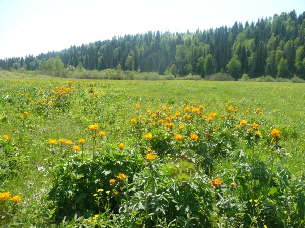 Кузбасс растения Кузбасса