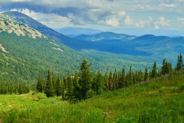 Тайга Кузбасса