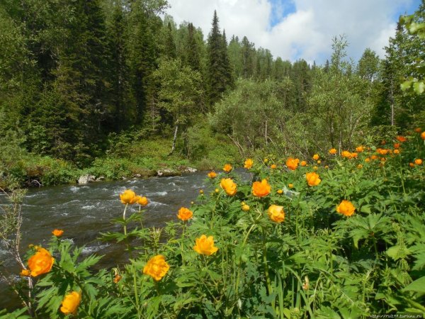 Кузнецкий Алатау заповедник Междуреченск растения