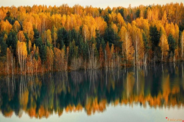 Тайга Кемеровская область лес