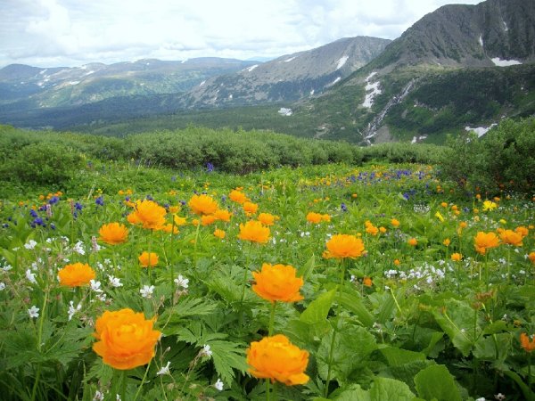 Кузнецкий Алатау Флора