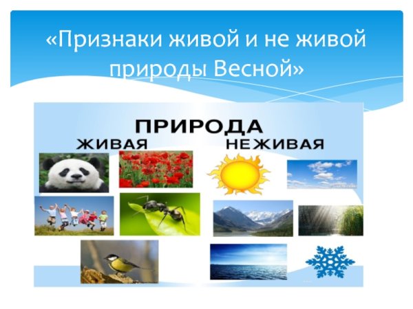 Весенние признаки живой природы