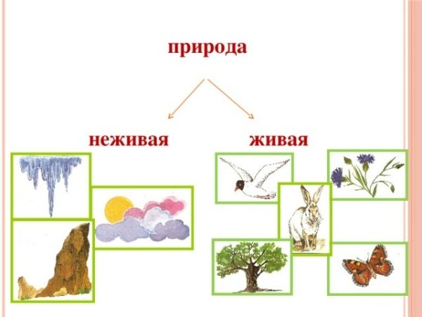 Схема живой и неживой природы