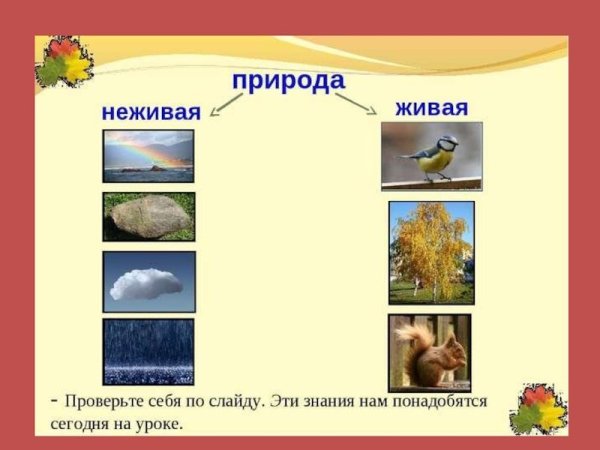 Живая природа и неживая природа
