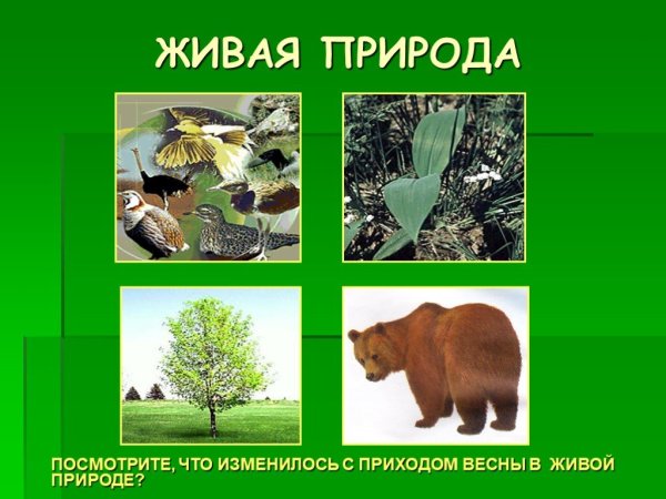 Изменения весны в живой природе